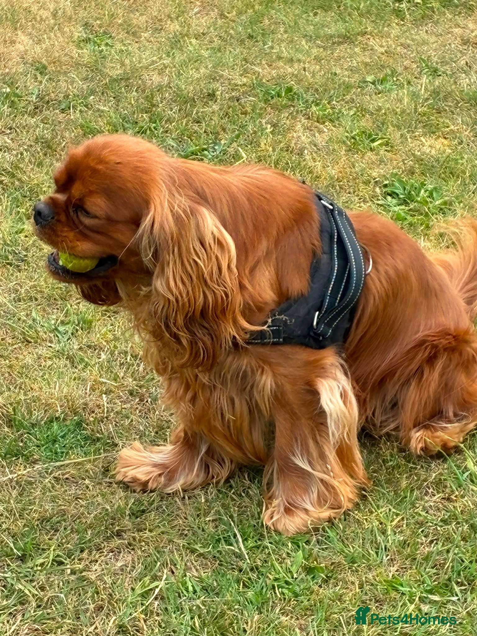 Cavalier King Charles Spaniel dogs 18 month old KC male  - Advert 2