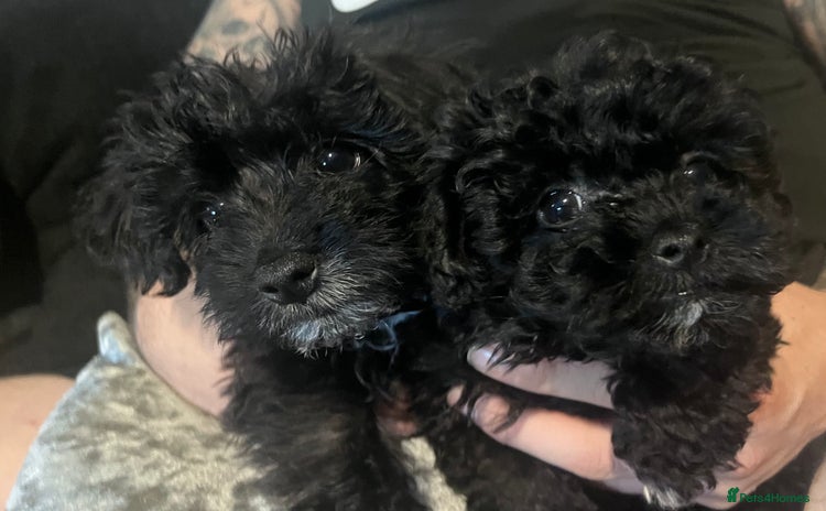 Yorkiepoo dogs - Advert 5