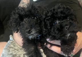 Yorkiepoo dogs - Advert 1