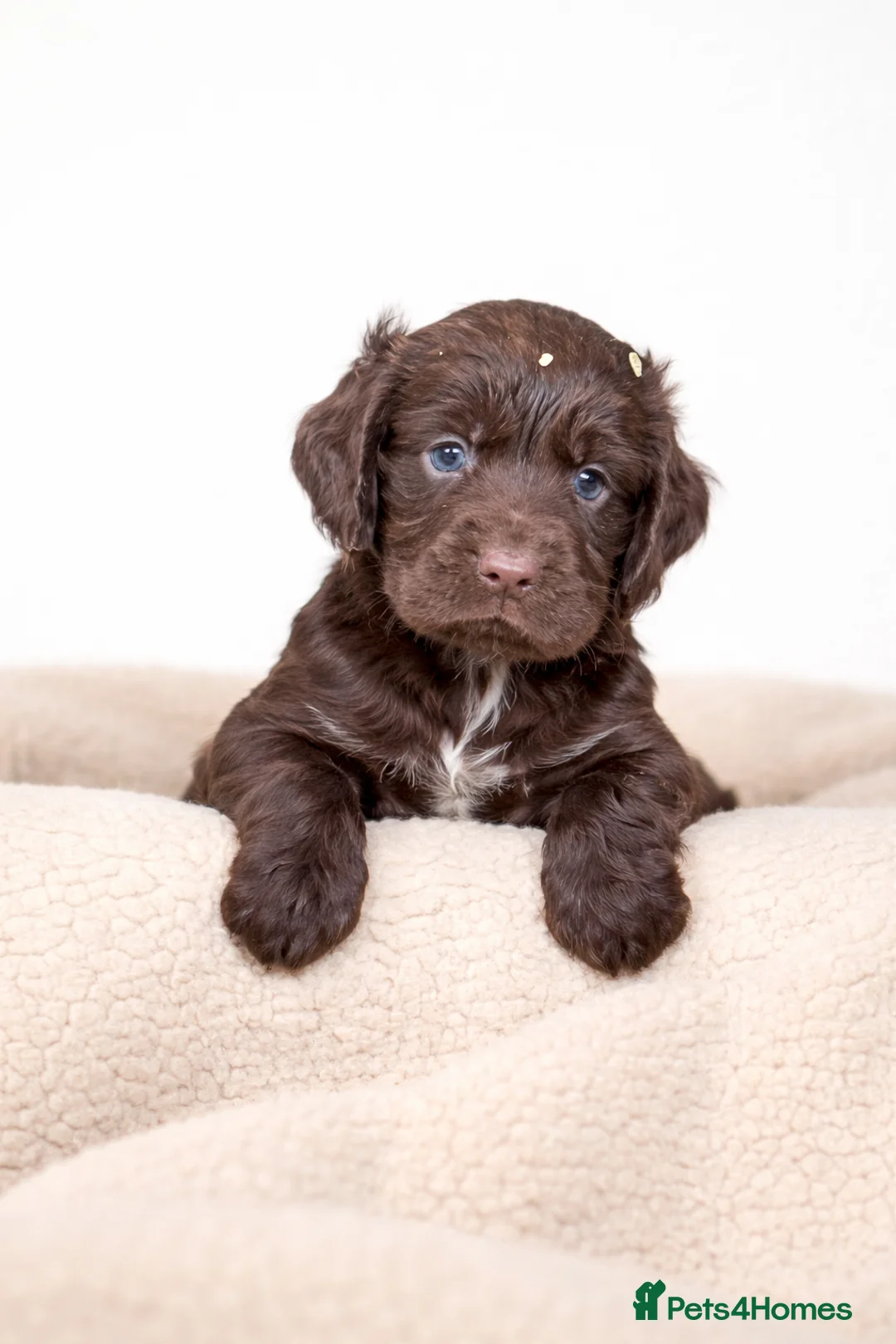 Cocker Spaniel dogs for sale: Beautiful Cocker Spaniel Puppies  - Advert 1