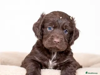 Cocker Spaniel dogs Beautiful Cocker Spaniel Puppies - Advert 6