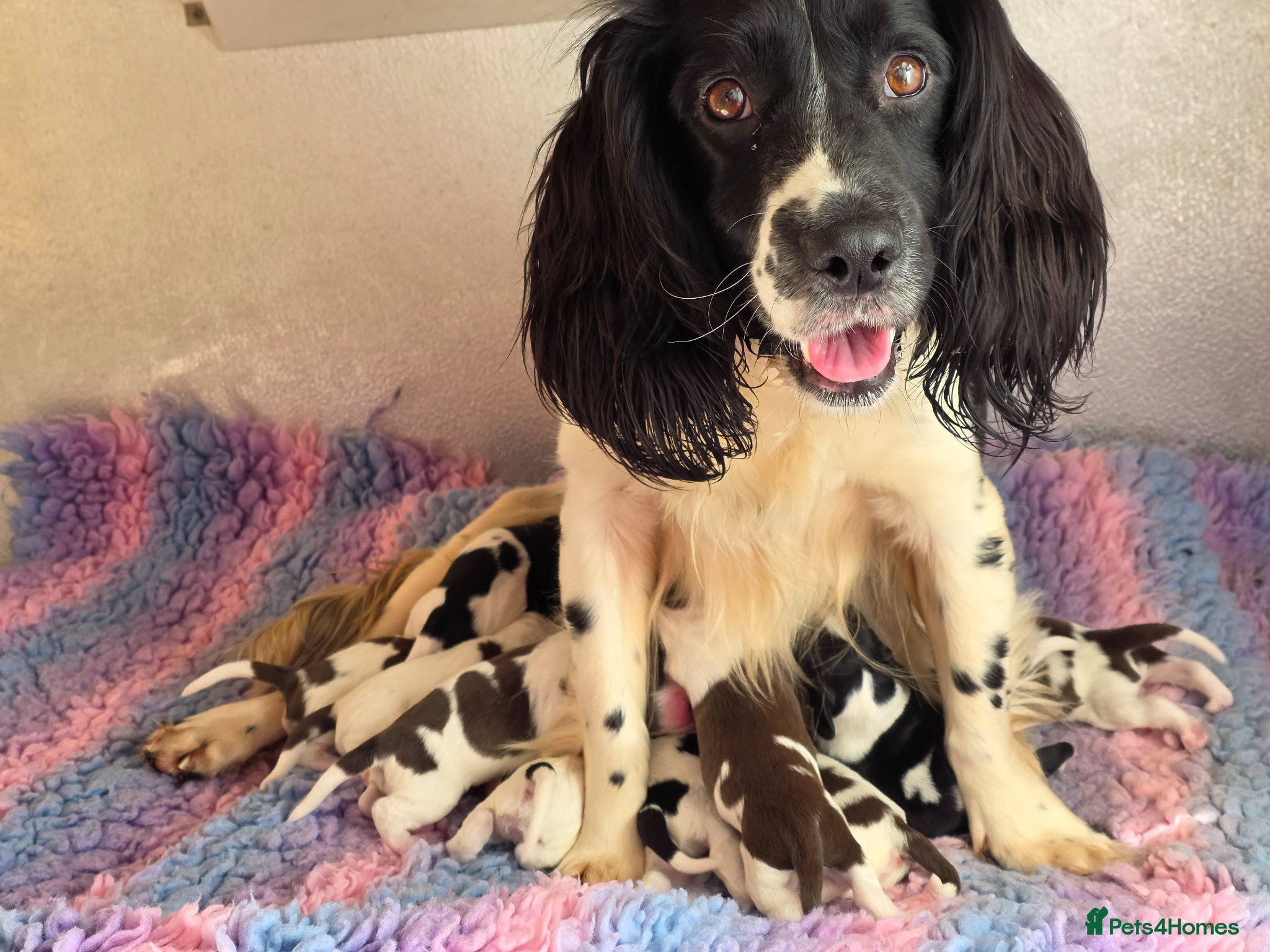 English Springer Spaniel dogs KC Home Springer Pups - Heath tested, Licensed ⭐️ - Advert 1