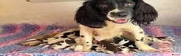 English Springer Spaniel dogs for sale: KC Home Springer Pups - Heath tested, Licensed ⭐️ - Advert 1