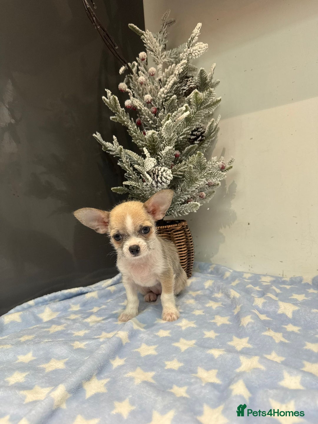 Chihuahua dogs for sale: Chihuahua  - Advert 13