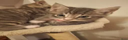 Mixed Breed cats for sale: Kittens in Walton-on-Thames - Advert 12