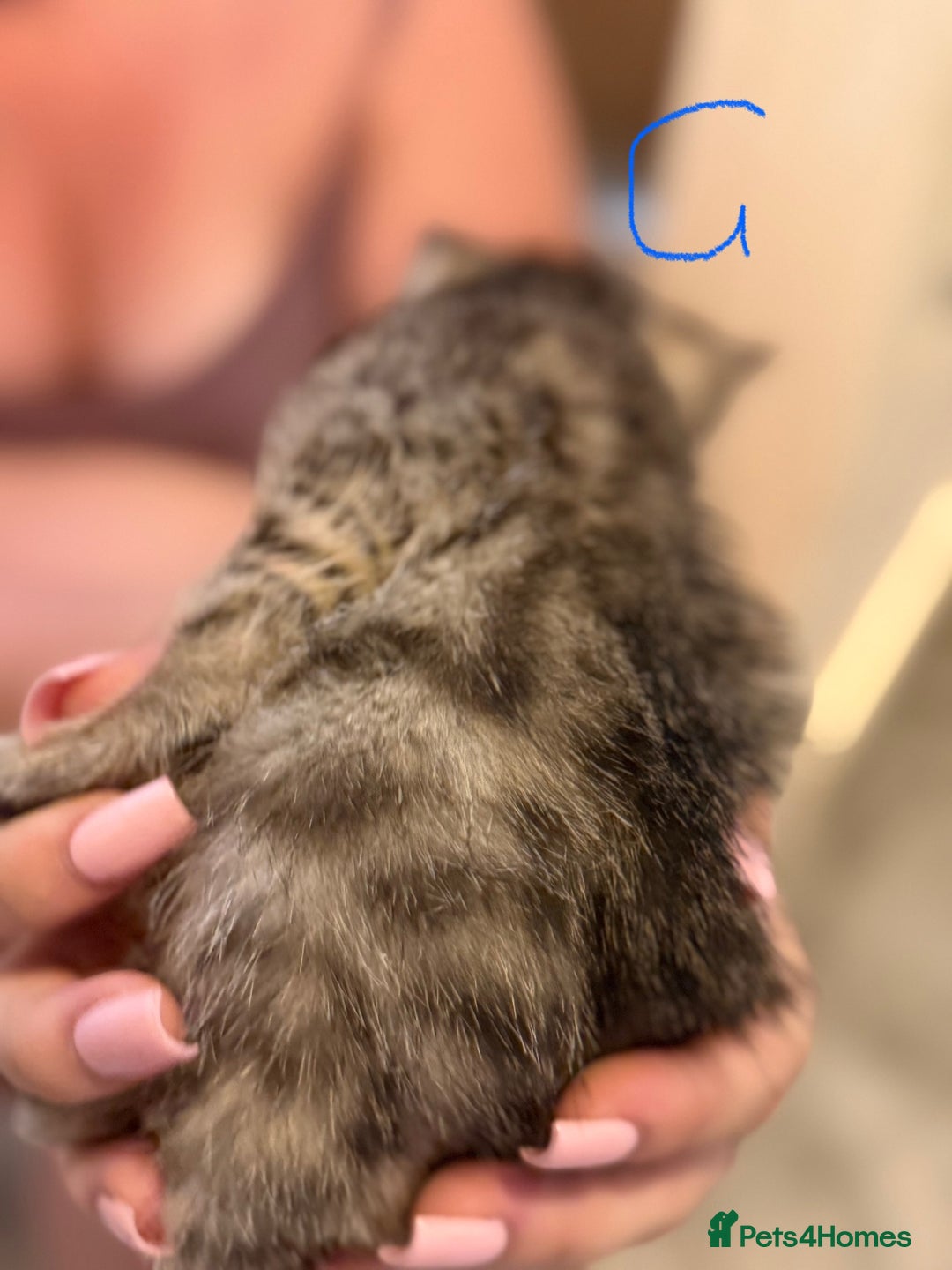 British Shorthair cats for sale: 5 kittens (3 female 2 male)  - Image 2