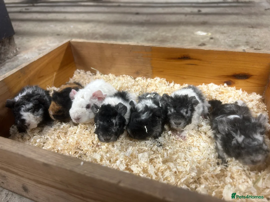 Guinea Pig rodents for sale: Lunkarya and Abyssinian guinea pigs for sale  - Advert 7