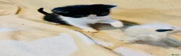 Mixed Breed cats for sale: 2 adorable tuxedo kittens left  - Advert 3