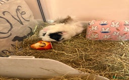 Guinea Pig rodents for sale: 2 male guinea pigs  - Image 1