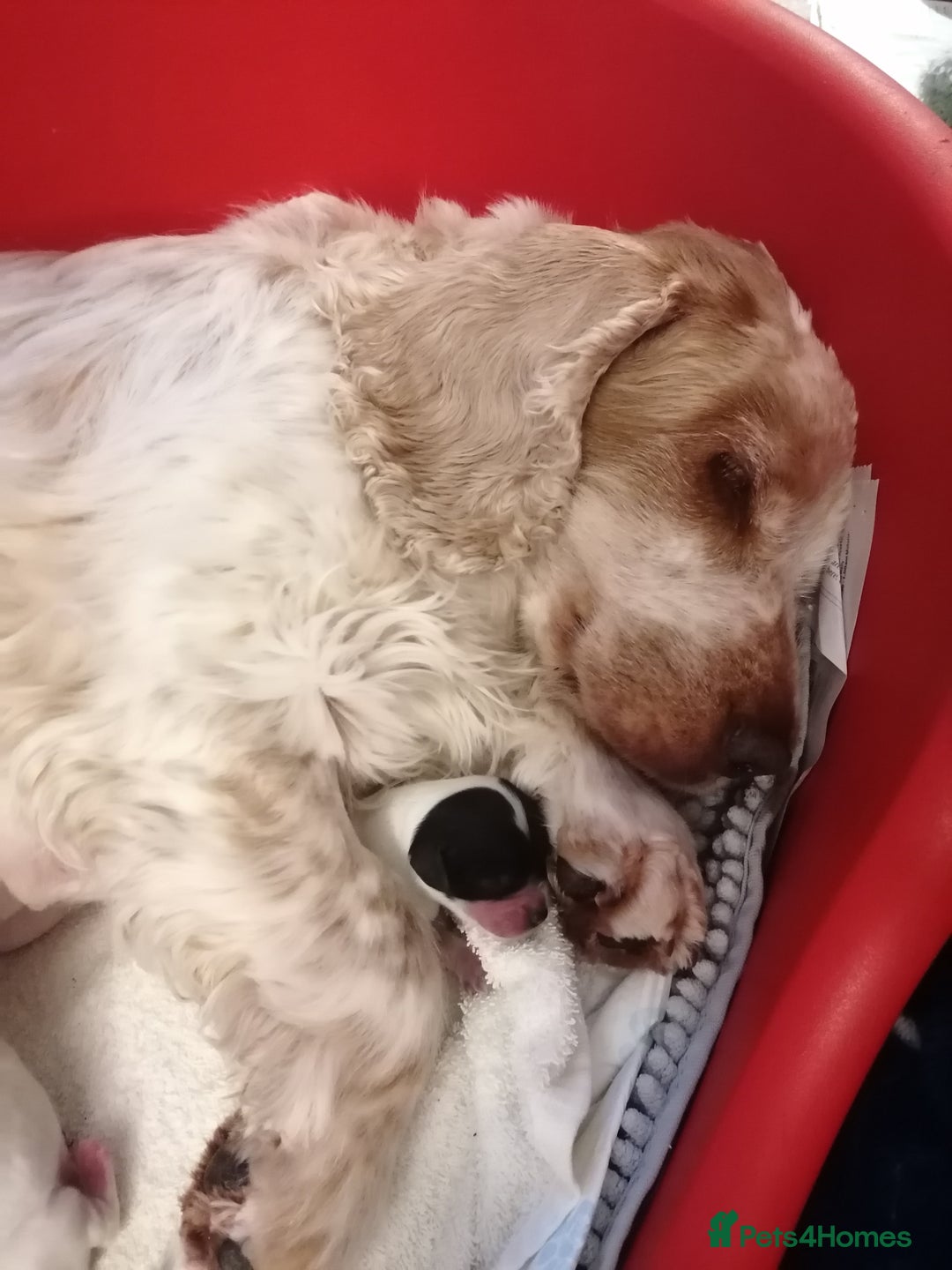 Cocker Spaniel dogs for sale: KC Reg Cocker Spaniel Puppies health checked - Advert 8