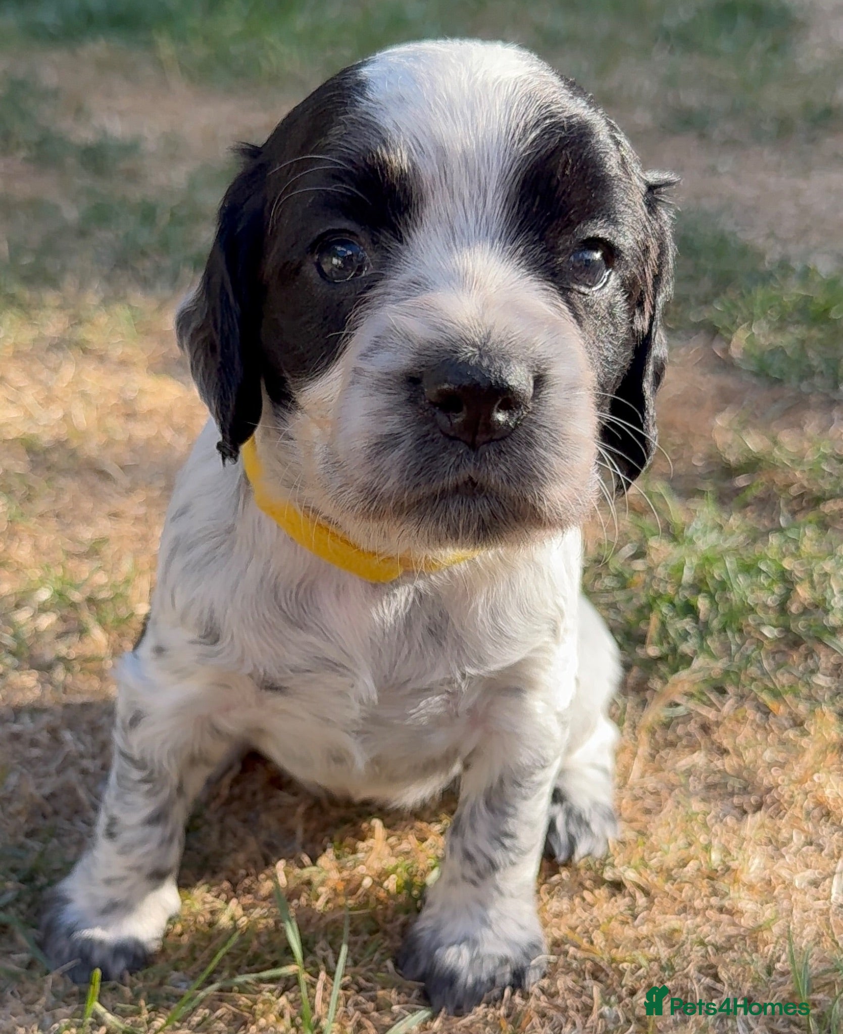 Cocker Spaniel dogs Last 3 KC registered Working Cocker Spaniels - Advert 2