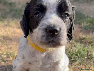 Cocker Spaniel dogs Last 3 KC registered Working Cocker Spaniels - Advert 1
