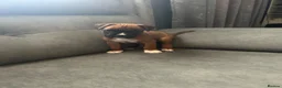 Boxer dogs for sale: Bobtail puppy boxers  - Advert 9