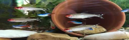 Other/Mixed Breed fish for sale: VARIOUS TROPICAL FISH  in Manchester - Advert 2