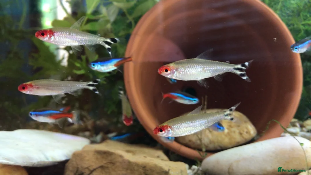 Other/Mixed Breed fish for sale: VARIOUS TROPICAL FISH  in Manchester - Advert 2