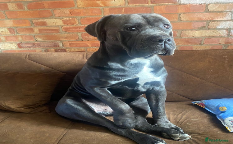 Cane Corso dogs - Advert 2
