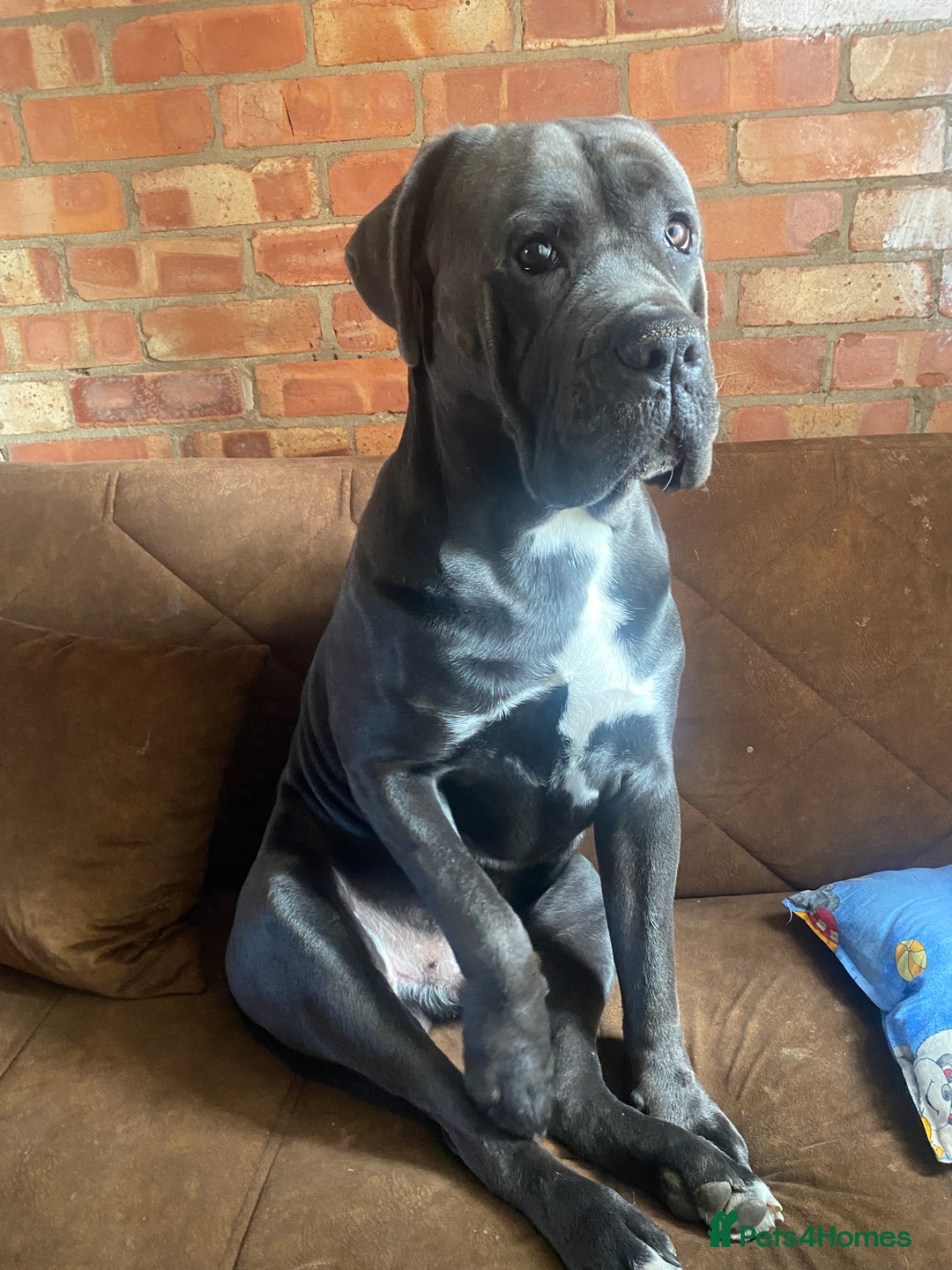 Cane Corso dogs for stud: Blue cane corso 2 years and 4 months male - Image 1