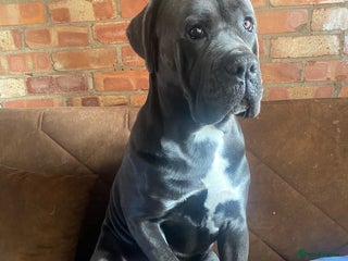 Cane Corso dogs - Advert 3