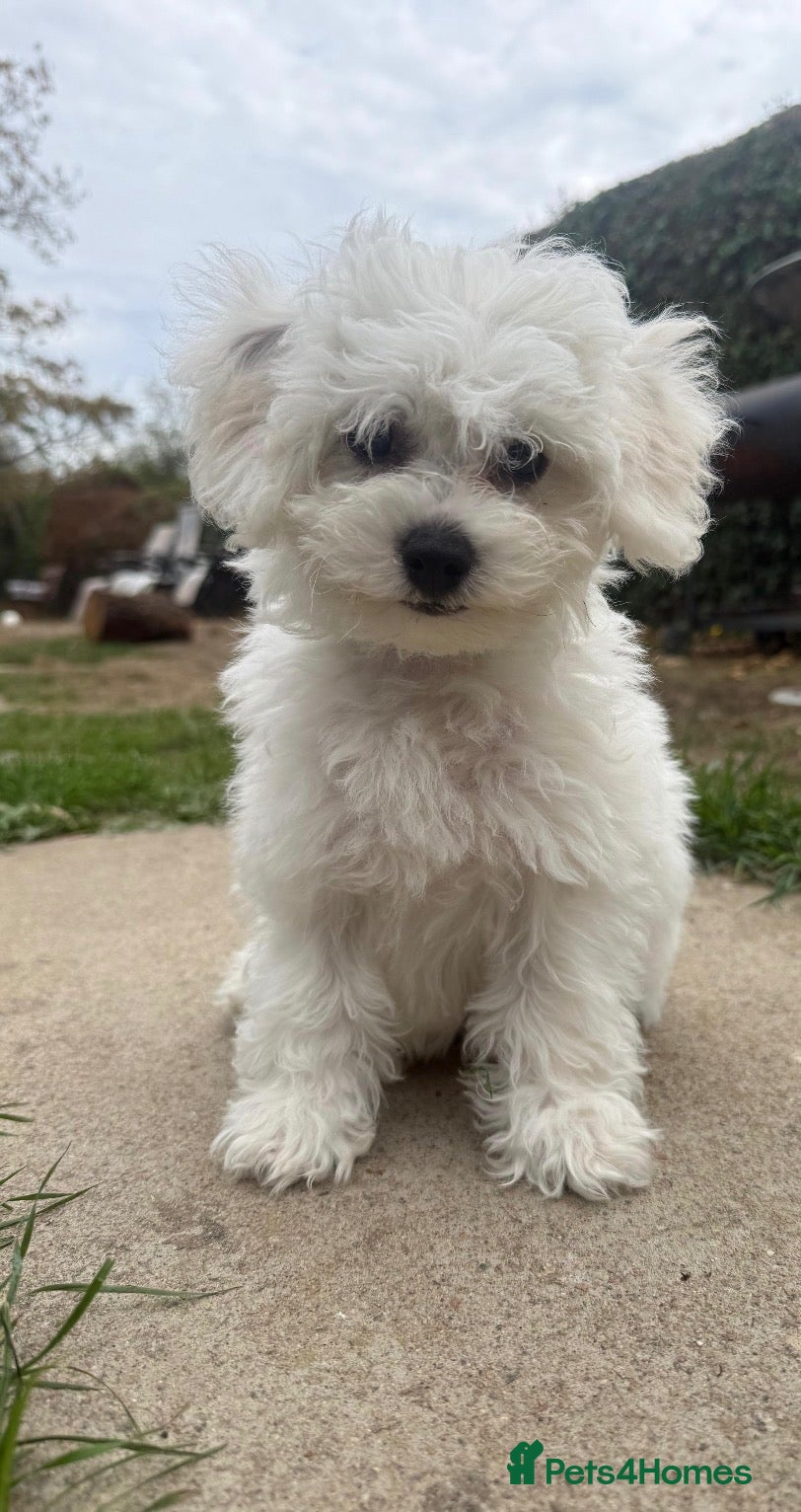Bichon Frise dogs 100%pureBichon frise,health tested-clear!!! - Advert 2