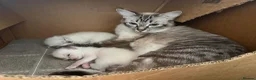 Ragdoll cats for sale: Ragdoll kittens for sale in Swindon - Advert 2