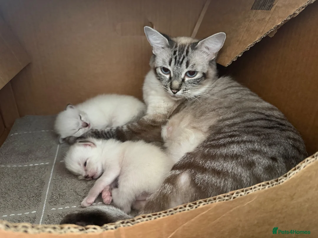 Ragdoll cats for sale: Ragdoll kittens for sale in Swindon - Advert 2
