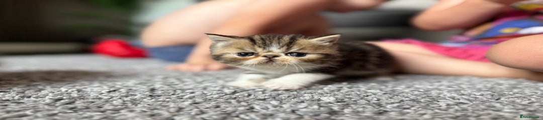Exotic Kitten 3