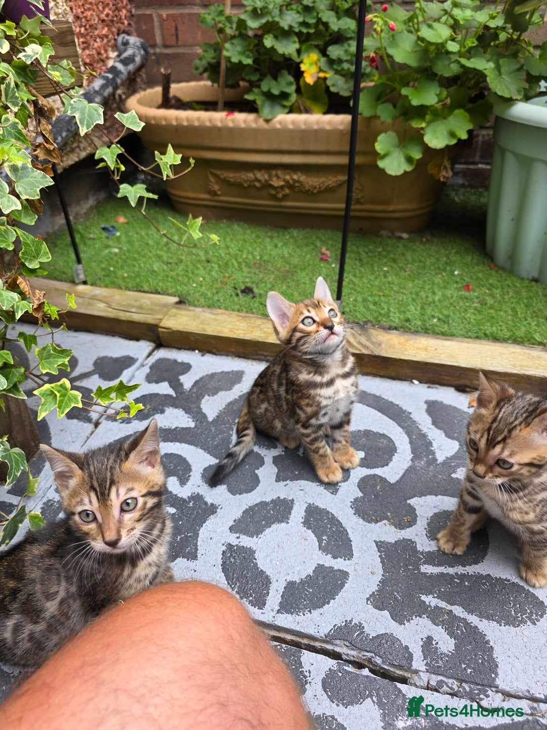 Bengal cats for sale: ✨ Bengal Kittens Looking for Loving Homes ✨ - Image 23