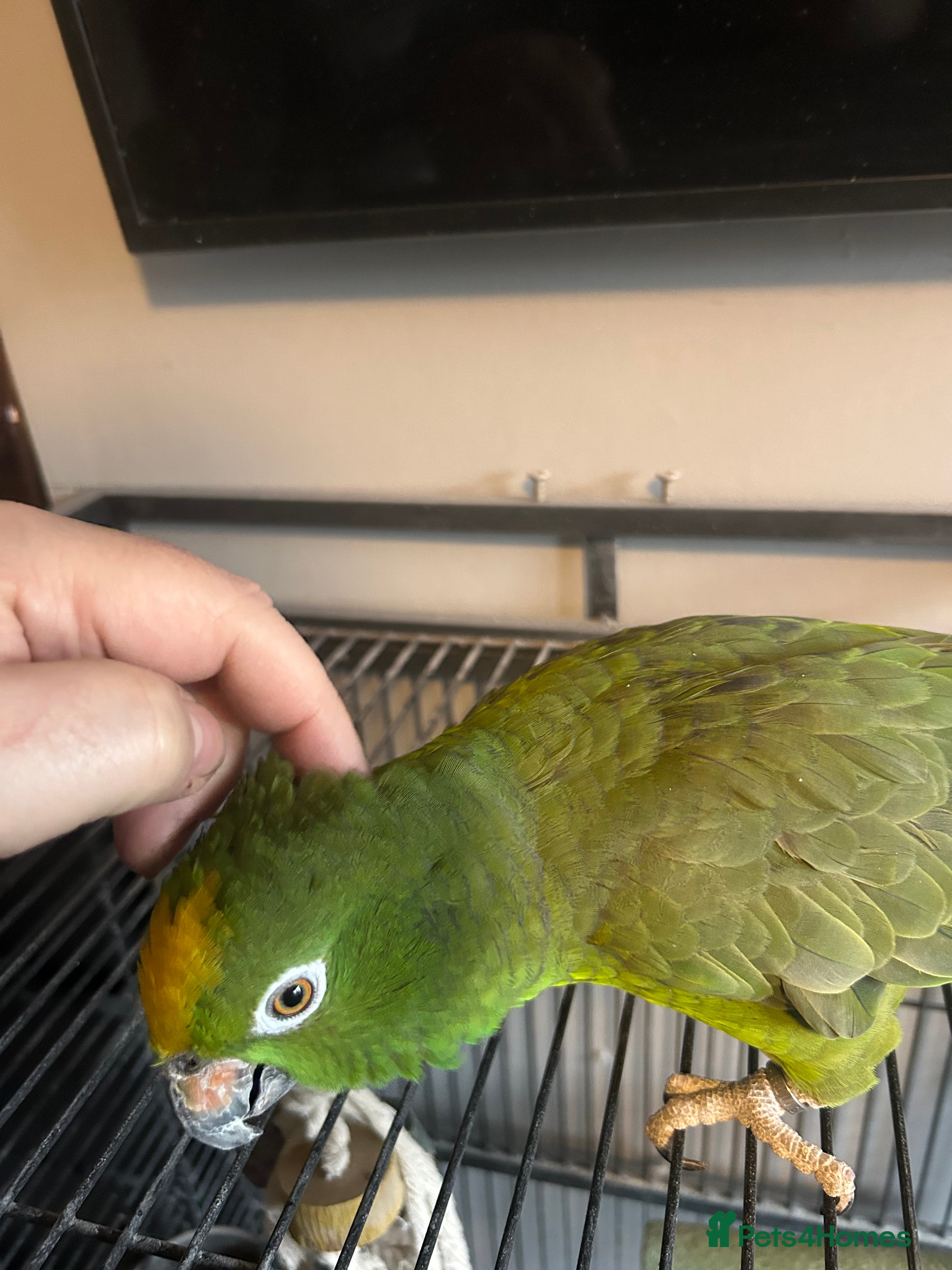 Parrots birds Reluctant sale of Amazon Parrot in Manchester - Advert 7