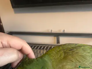 Parrots birds Reluctant sale of Amazon Parrot in Manchester - Advert 7