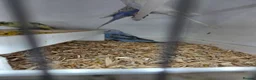 Budgerigars birds for sale: Budgies for sale  - Advert 4