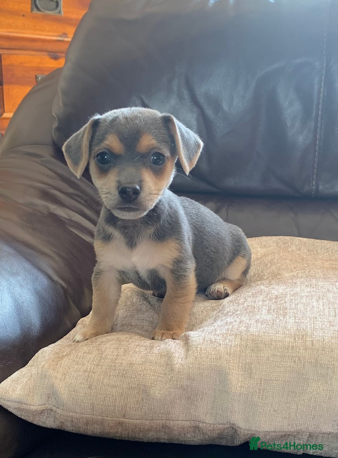 Jack Russell dogs for sale: Outstanding miniature Jack Russell puppies  - Image 1