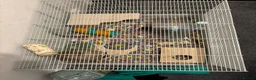 Hamster rodents for sale: Hamster with full set up needing a good home - Advert 4