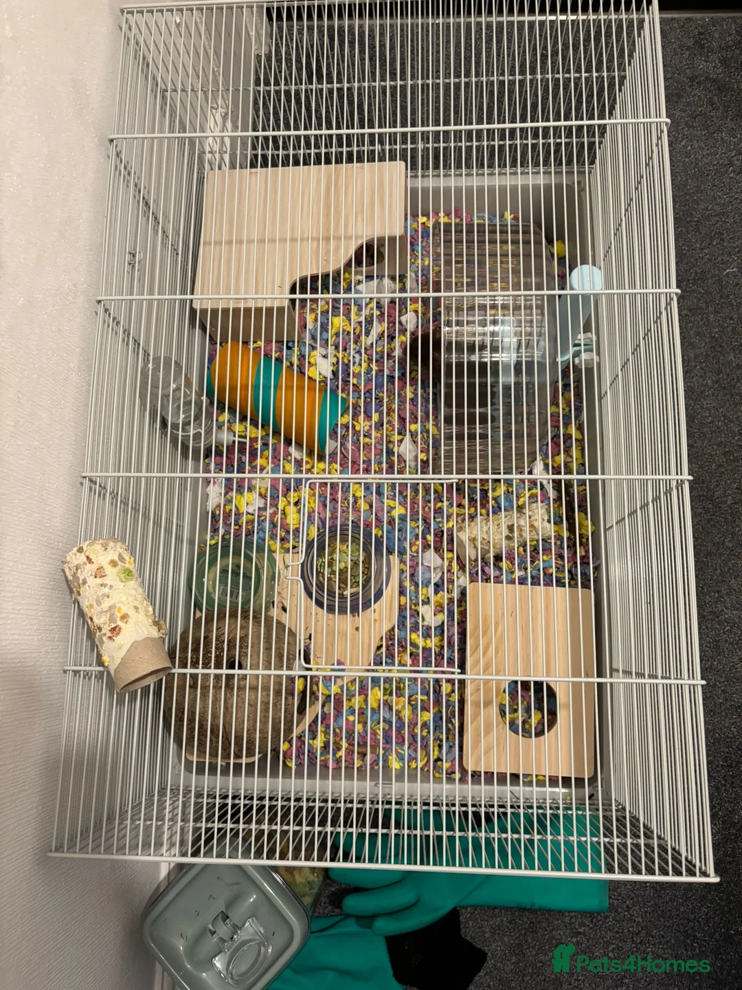 Hamster rodents for sale: Hamster with full set up needing a good home - Advert 4