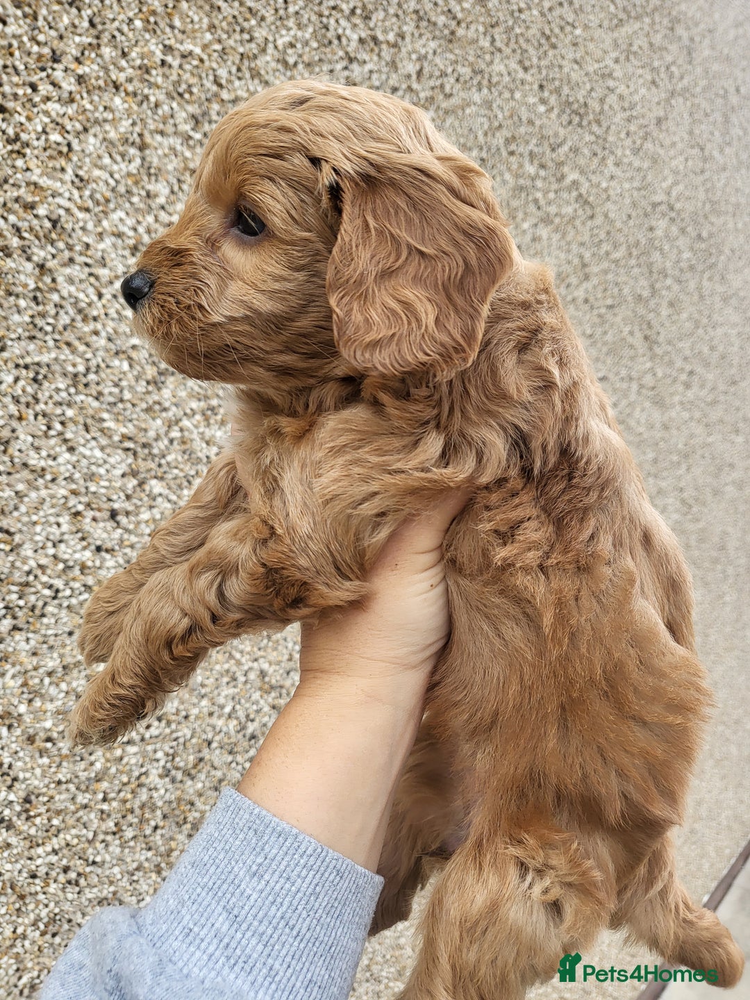 Cockapoo dogs for sale: F1B Cockapoo puppy's x1 girl remaining. - Image 22