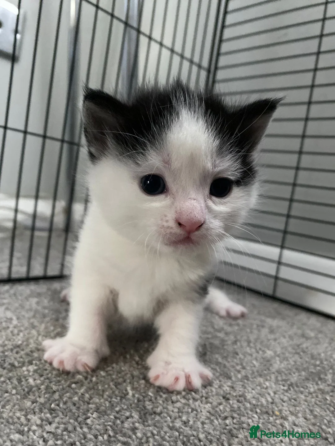 Domestic Shorthair cats for sale: 6 Stunning Kittens – Mix of Boys and Girls  - Advert 7