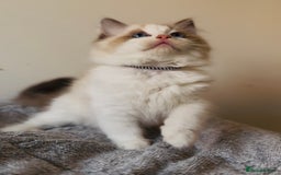 Ragdoll cats for sale: 💙🐾Tica full Pedigree🐾EU Ragdoll 🐱🐾DNA Clear - Image 9