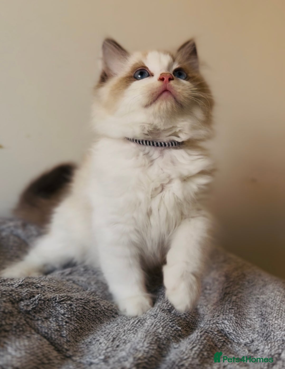Ragdoll cats for sale: 💙🐾Tica full Pedigree🐾EU Ragdoll 🐱🐾DNA Clear - Image 9