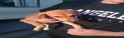 Saluki dogs for sale: Saluki cross greyhound puppies for sale  - Advert 4
