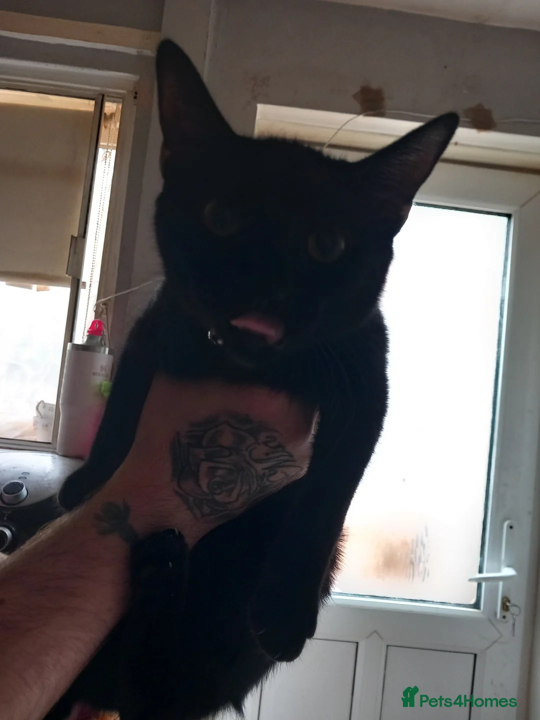 British Longhair cats for sale: Moggy kittens - Advert 2