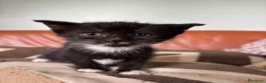 White paws black face male 