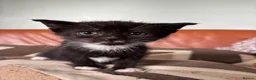 Mixed Breed cats for sale: 7 black and white kittens looking for forever home - Advert 6