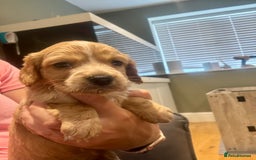 Cocker Spaniel dogs for sale: Golden KC working cocker spaniel puppies  - Image 7