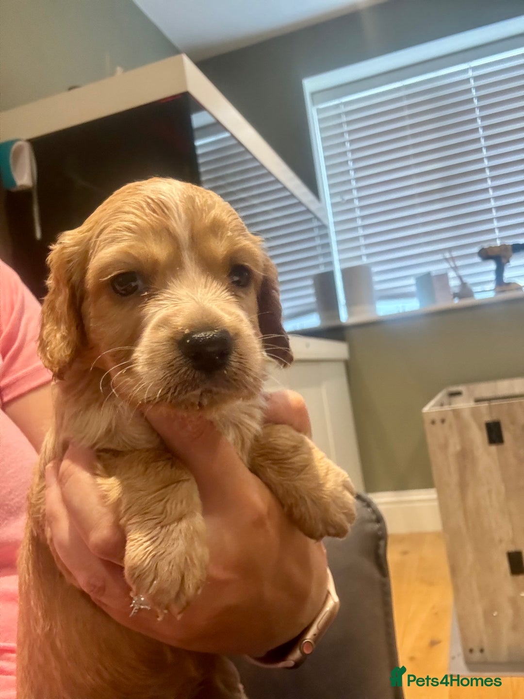 Cocker Spaniel dogs for sale: Golden KC working cocker spaniel puppies  - Image 7