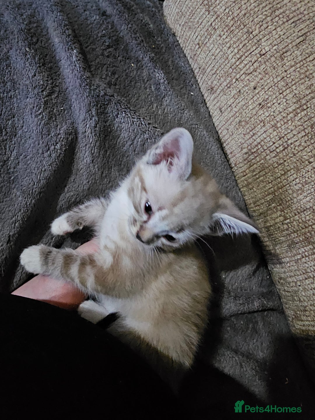 Mixed Breed cats for sale: Adorable kittens for sale - Advert 32