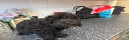 Cockapoo dogs for sale: Cockapoo pups £600 - Advert 4