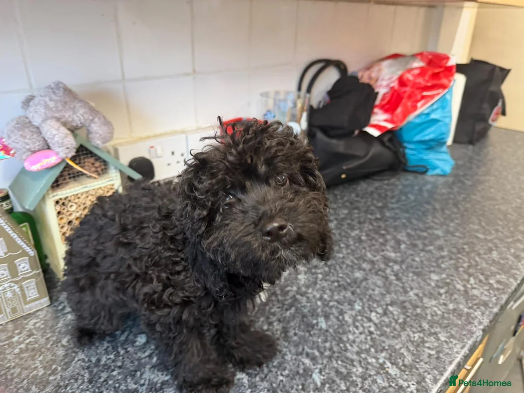 Cockapoo dogs for sale: Cockapoo pups £600 - Advert 4