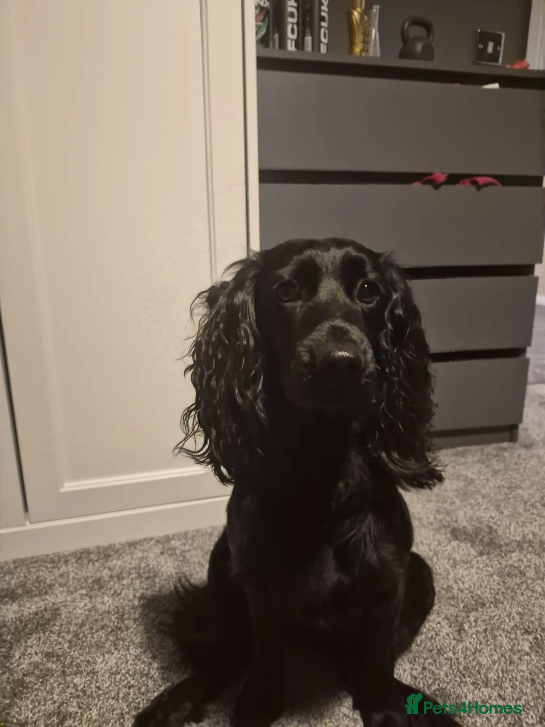 Mixed Breed dogs for sale: Cockadors for sale - Advert 1