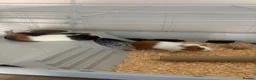 Guinea Pig rodents for sale: Two Sow Guinea Pigs & Cage - Advert 5