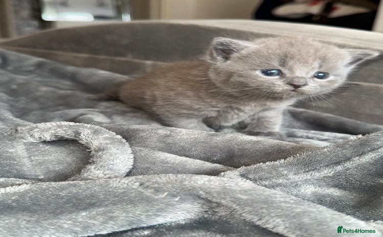 British Shorthair cats - Advert 16