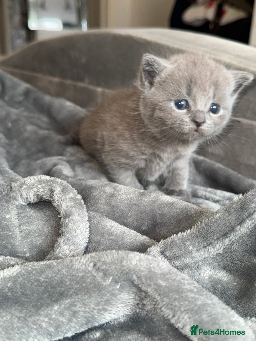 British Shorthair cats for sale: British shorthair kittens READY NOW❤️ - Image 1